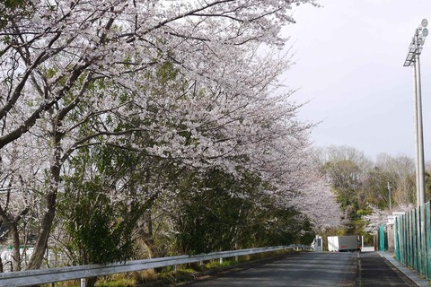 20200401sakura9