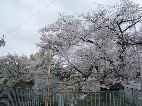 20260401富田桜 (19)