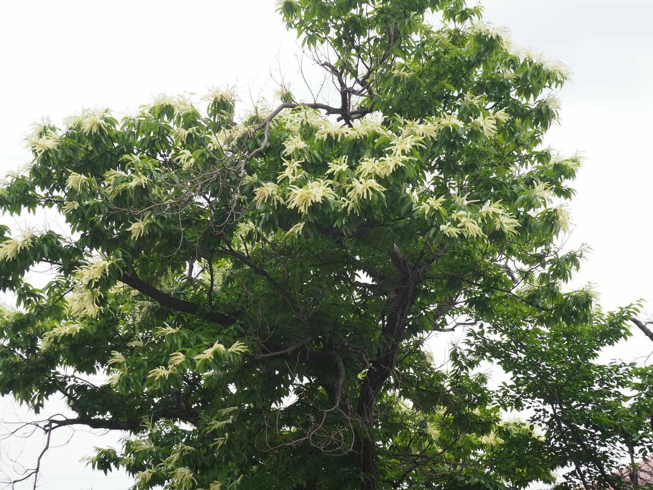 高槻の街かど 今年も栗の花を見かけた 2025年5月 : 高槻Network新聞