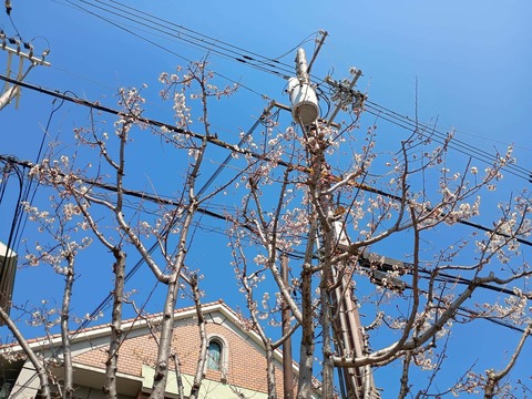 20260321桜商工会議所 (2)