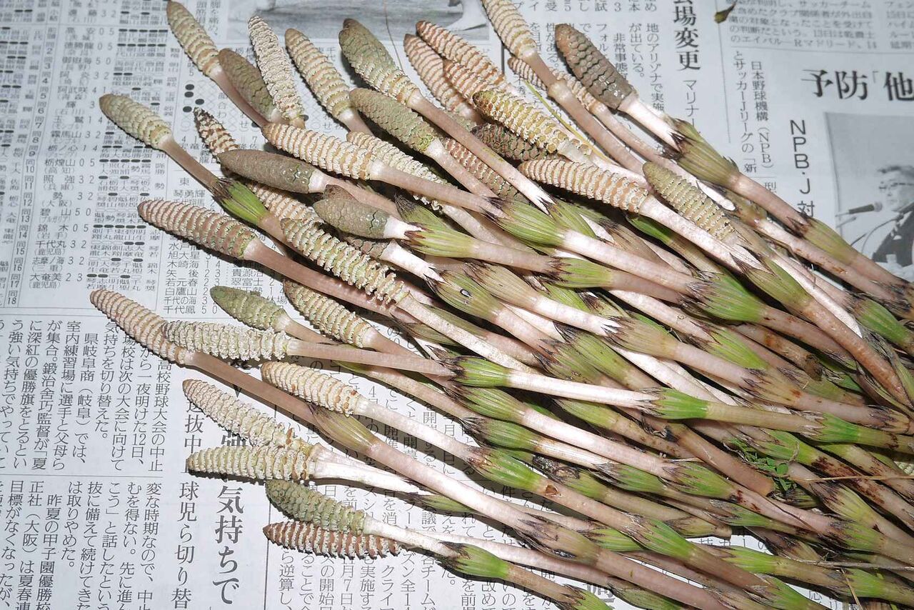 高槻の食材 その29 淀川堤防沿いで見つけたつくしくん 卵とじで調理してみる 高槻network新聞 高槻の食材 その29 淀川堤防沿いで見つけたつくしくん 卵とじで調理してみる 高槻network新聞