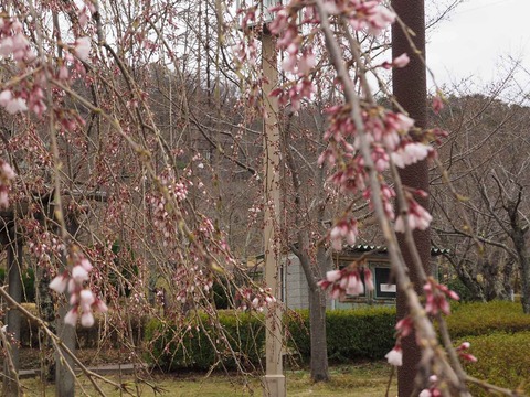 20220323桜公園 (4)