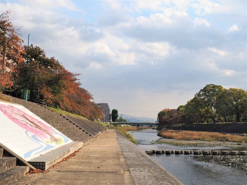 20221104芥川桜堤 (2)