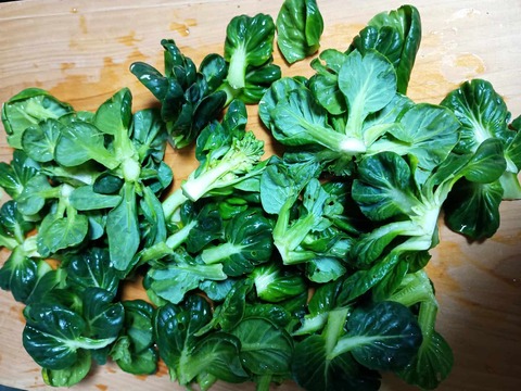 20260220タアサイ (4)