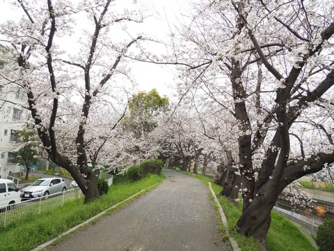 20230325玉川沿い桜 (6)