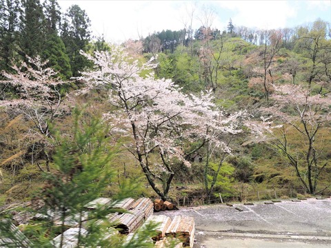 20230408樫田方面桜 (22)
