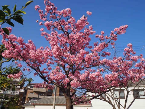 20230311河津桜 (12)