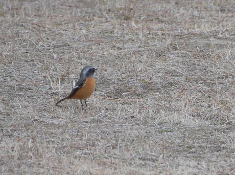 20260216高槻城公園南地区 (57)a