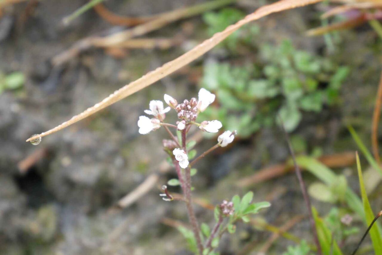 高槻の田んぼに咲いてるタネツケバナ 小さくて白い花が特徴 年2月 高槻network新聞