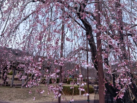 20260320しだれ桜 (2)