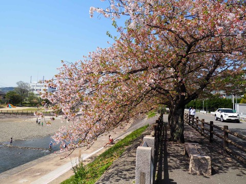 20240414桜 (8)