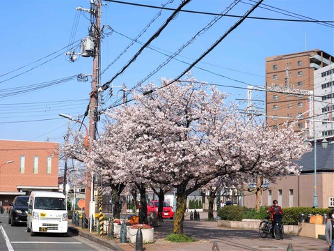 20230401桜 (13)