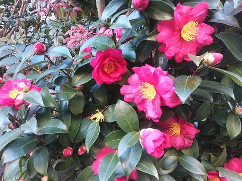 20250121さざんか (3)