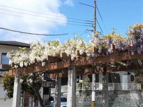 20230417芝谷町 (1)