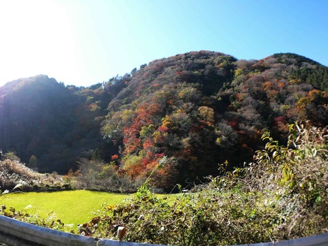 20241207府道6号紅葉 (26)