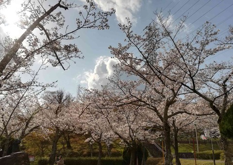 20200402sakura4