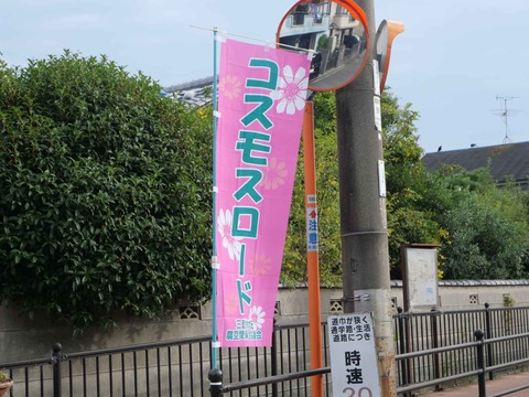 20241026三島江コスモス