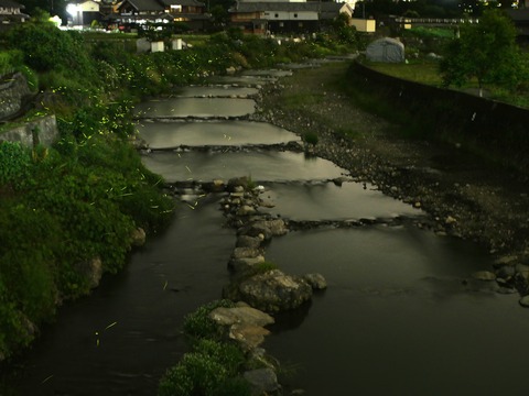 20260528ホタル1