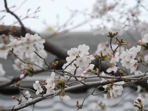 20260329永井神社桜 (3)