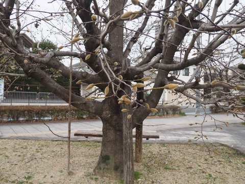 20220313筒井池  (26)