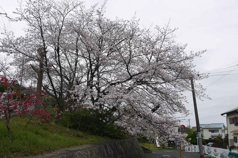 20200328_sakura9