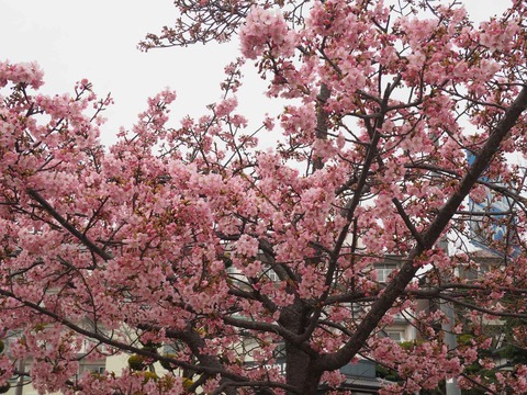 20220313筒井池  (7)