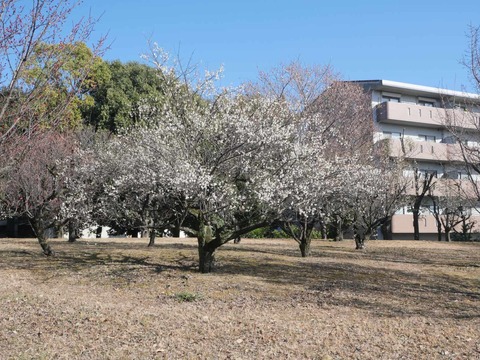 20260217茨木梅林 (49)