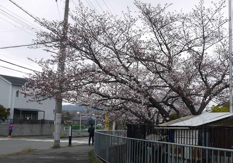 20200328_sakura7