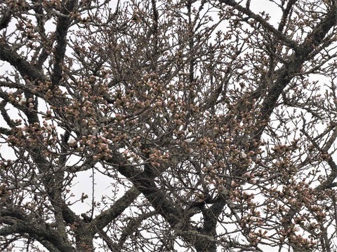 20230325樫田方面桜 (11)