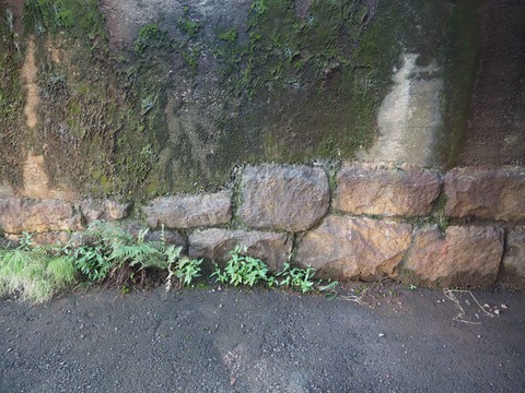 20220814芥川鉄橋 (9)