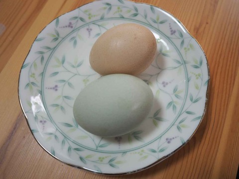20230606たまご (2)
