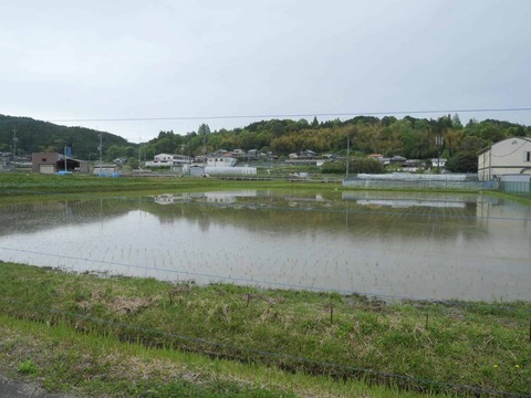 20260506樫田田植え (1)