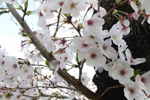 20200404sakura9
