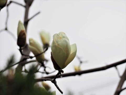 20220319ハクモクレン (1)