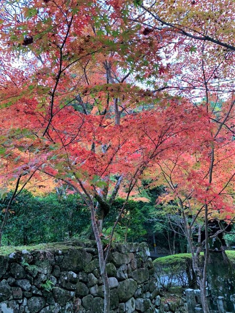 20221117神峯山寺 (2)