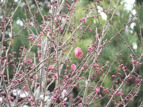 20250301阿久刀神社梅 (10)