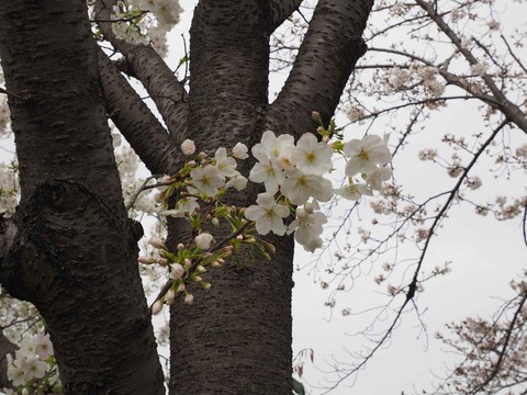 20230325筒井池公園 (19)