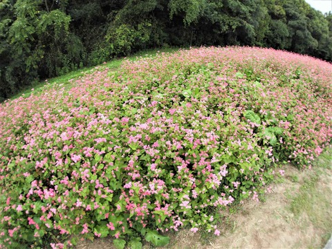 20221022万博記念公園 (42)