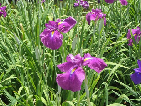 20260529城北菖蒲園 (8)