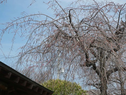20260320桜 (2)