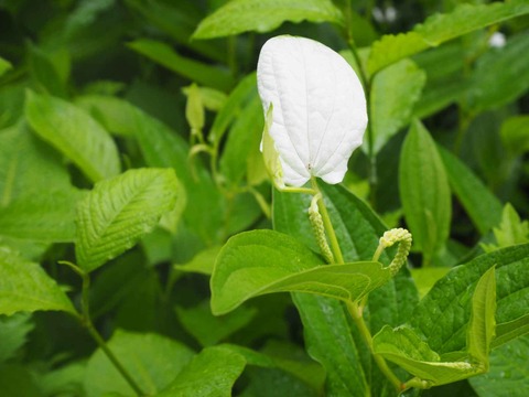 20220611安威川ダム_大門寺 (15)