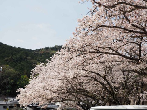 20230402桜 (7)