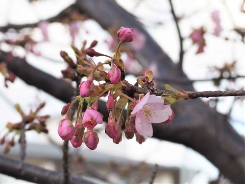 20220306河津桜 (2)