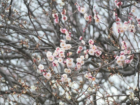 20260216高槻城公園南地区 (30)