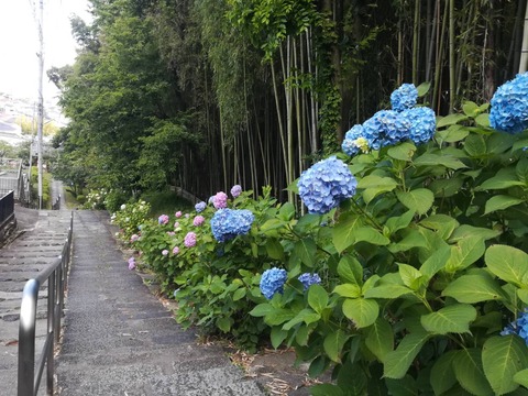 20240603安岡寺アジサイ (6)