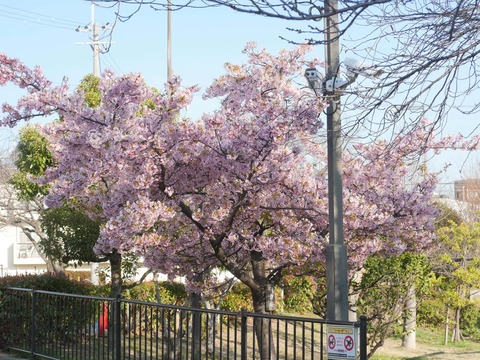 20260317筒井池公園 (1)