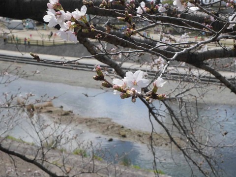 20260326芥川桜堤 (10)