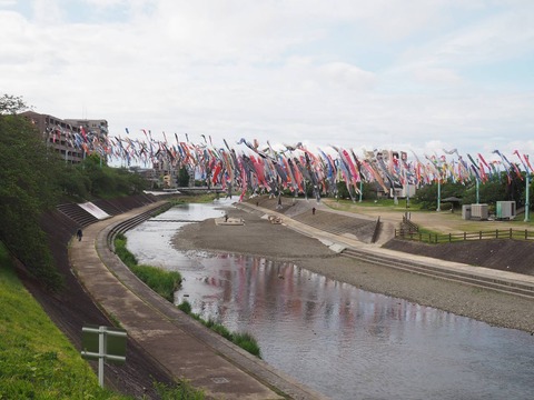 20240422こいのぼり (2)