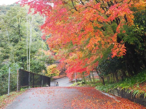 20221123大門寺 (16)