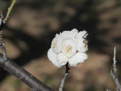 20260217茨木梅林 (43)